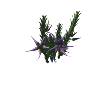 Flower Orbea caudata5_1
